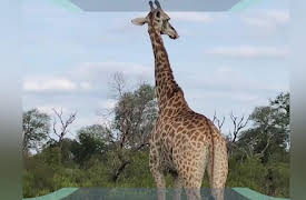 Hooray Hippo: Discover Giraffes in Africa