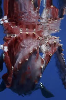 16:10: En busca del calamar gigante | Nat Geo Wild | 3/5 2026