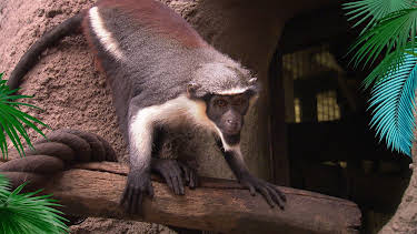 12:00: Elefant, Tiger & Co. | NDR Fernsehen | 4/21 2026