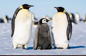 Season 1: Planet Earth: Dynasties I - Emperor Penguin