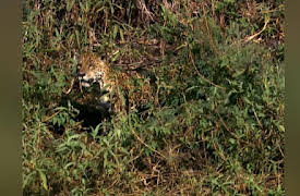 Untamed Americas Season 1: Forests