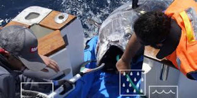 00:05: Atunes marcados | Caza y Pesca | 2/12 2026