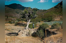 Holy Water: Mezcal Matatlán - Ceremonial Tonic