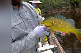 Wild Fish Wild Places: Colombia Amazon Peacock bass part 3