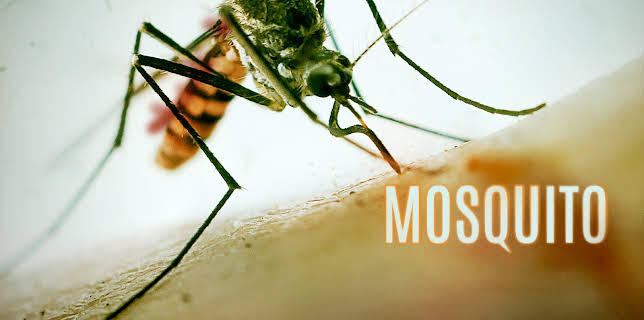 Mosquito Season 1