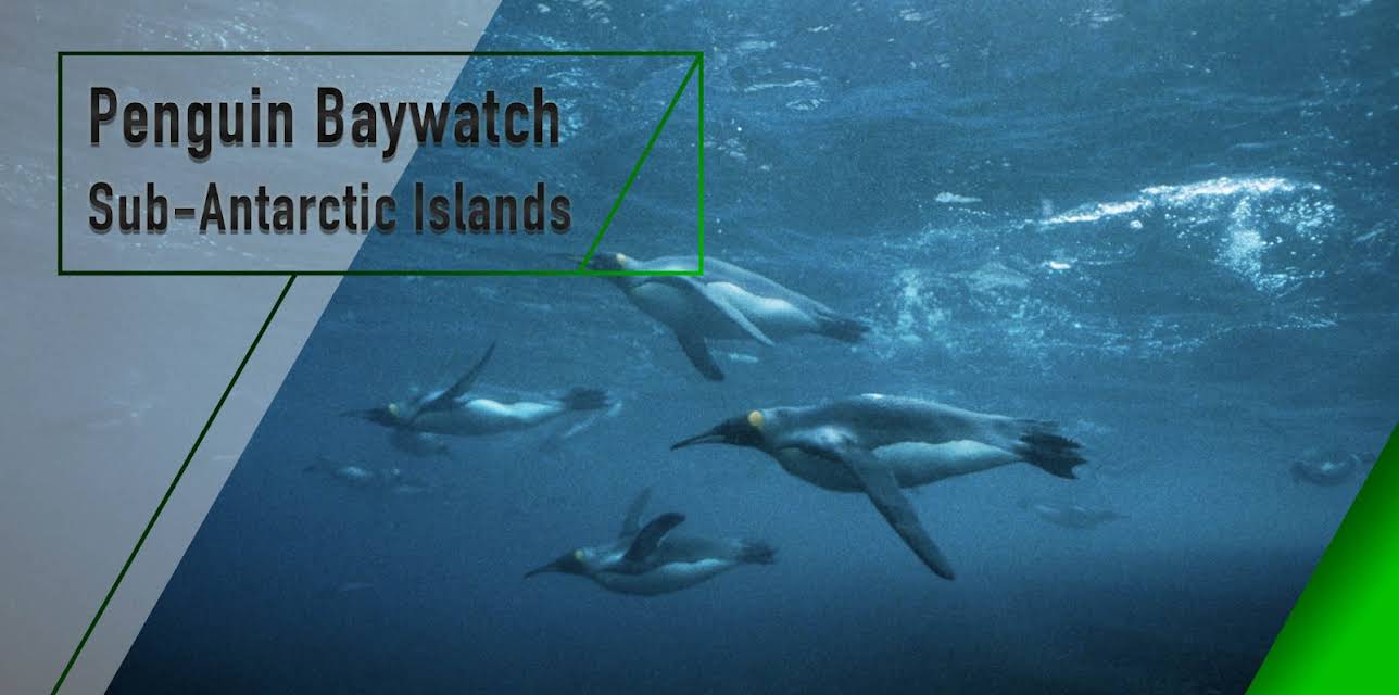 Penguin Baywatch - Sub-Antarctic Islands (2005)