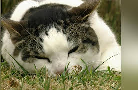 Understanding Cats: Cat Care