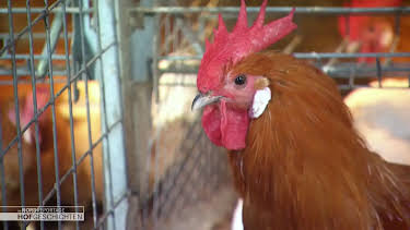 04:40: Die Nordreportage: Hofgeschichten | Radio Bremen | 3/30 2026