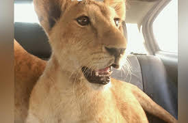 Wild Animal Rescue: Gaza Lion Cubs Rescue