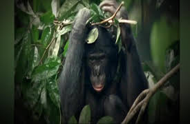 Monkey Life: Monkey Life   4