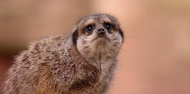 10:35: Elefant, Tiger & Co. (325) | MDR Fernsehen | 2/24 2026