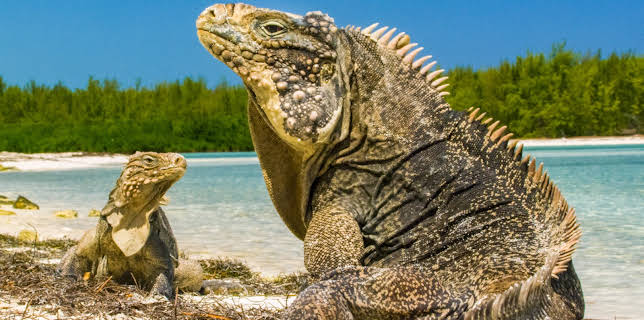 10:15: Kuba - Im Rhythmus der Natur | 3SAT | 1/21 2026