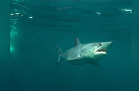 Chasing Monsters: Monster Shark Infection