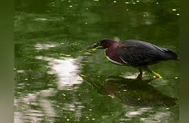 World's Weirdest Season 1: Bizarre Battles