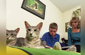 Cats 101 Season 1: Maine Coon, Egyptian Mau, Saimese, Himalayan, Oriental, Turkish Angora