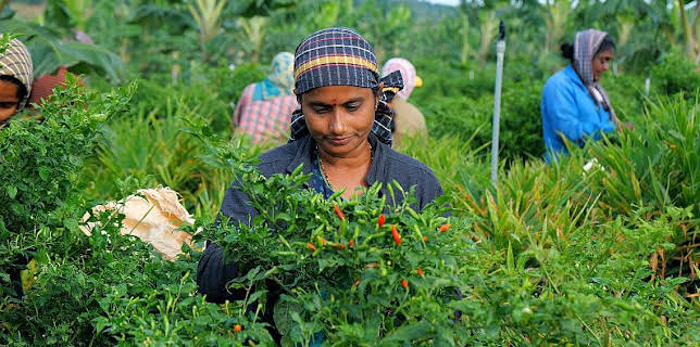 03:50: Documental  Maestros De Los Sabores | LA 2 | 2/21 2026