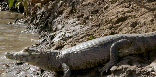 17:14: Eine wilde Familie | Arte | 11/14 2025