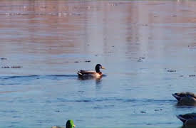 The Fowl Life with Chad Belding: Montana Ducks Pt. 1