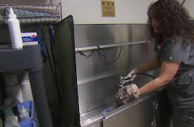 Animal Cops: Phoenix: Episode 12