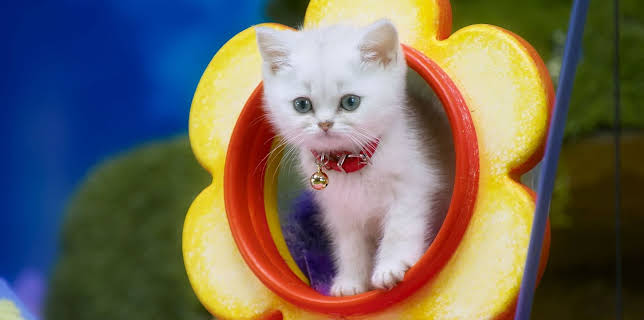 17:20: Rosin og Bolle: Hvor er vennen min? | NRK Super | 12/1 2025