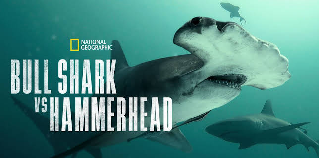 Bull Shark vs. Hammerhead (2023)