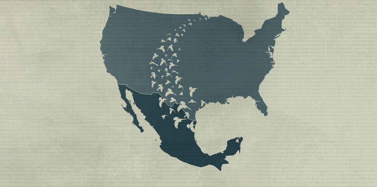 Birders (2019)