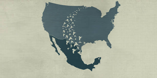 Birders: Fuglekikkerne (2019)