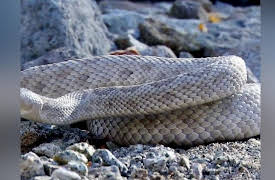 Nature's Strangest Mysteries: Solved Season 1: Rattleless Rattlesnake
