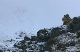 Predator Nation: Yukon Grizzly and Wolf