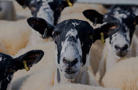 Clarkson's Farm – Season 1: Sheeping