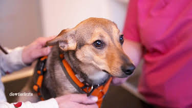 10:25: Die Tierärzte - Retter mit Herz (60) | WDR Fernsehen | 4/7 2026