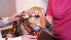 Die Tierärzte - Retter mit Herz (60)