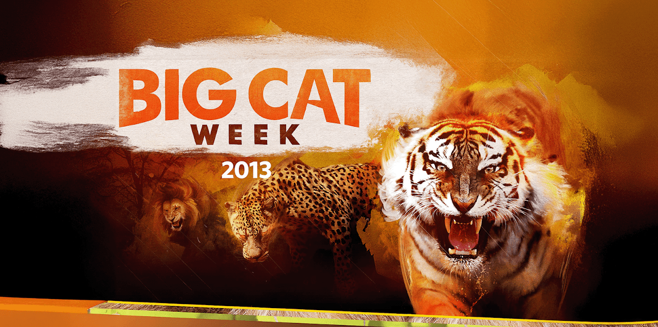 Big Cat Week 2013  Season 1