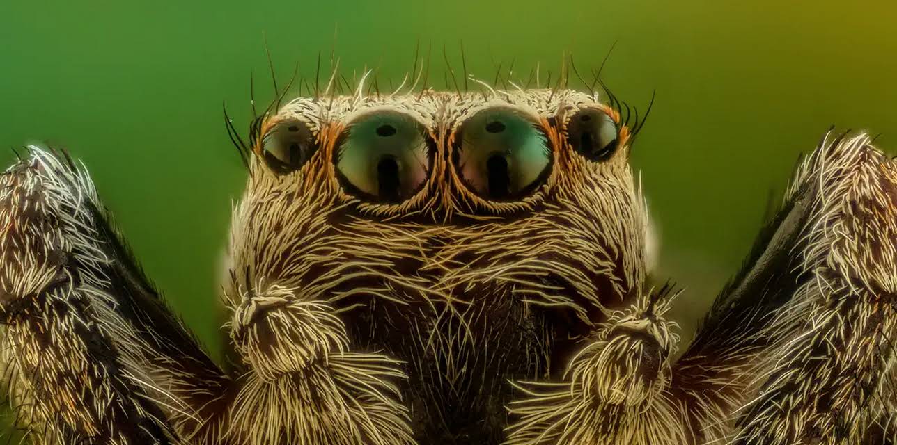 Little Matters Spiders (2021)