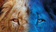 Felinos noche y día: Episodio 2