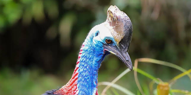 12:40 PM: Go Wild (S1) | Cbeebies | 1/13 2026