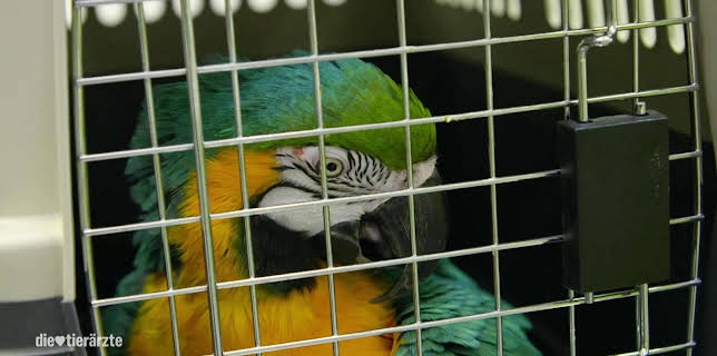 10:20: Die Tierärzte - Retter mit Herz (50) | WDR Fernsehen | 3/20 2026