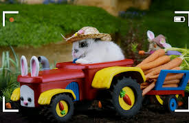 Mittens and Pants: My Carrots