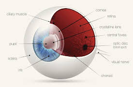 Understanding the Brain: The Visual System—The Eye