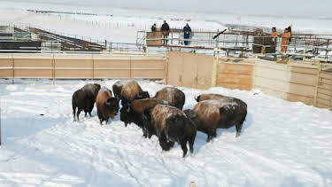 3:00 PM: Dr. Jeff: Rocky Mountain Vet (S6) | Discovery Channel | 9/4 2026