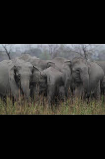 10:30: Los secretos de la India salvaje: Reino elefante | Nat Geo Wild | 8/27 2026