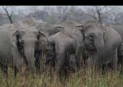 Los secretos de la India salvaje: Reino elefante