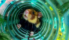 Elefant, Tiger & Co. – Spezial