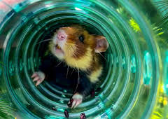 Elefant, Tiger & Co. – Spezial