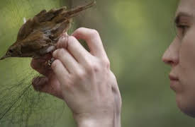 Connected: Vigilancia