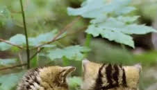 Pequeños felinos, grandes personalidades