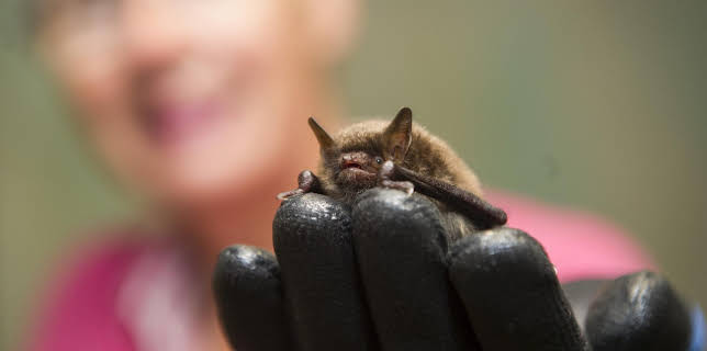 06:00: Giraffe, Erdmännchen & Co. (156) | HR Fernsehen | 1/21 2026