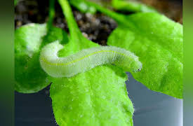 Xploration Awesome Planet: Plants