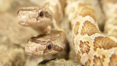 13:35: Los animales más peculiares del mundo: Feos por naturaleza | Nat Geo Wild | 6/21 2025