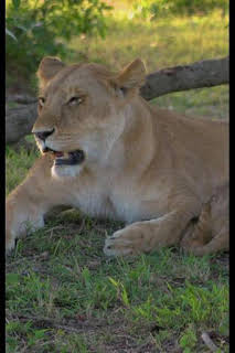 00:30: El linaje de los depredadores: El legado del león | Nat Geo Wild | 3/24 2026